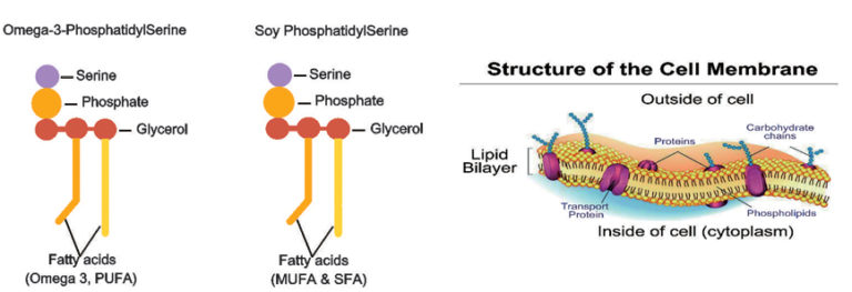 Fig. 3 The structure of Marine PS, Soy PS and the cell membrane.