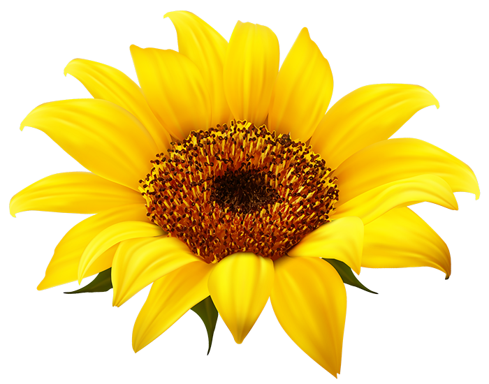 SunPS® is sunflower sourced Phosphatidylserine. It is soy-free and can be labelled as allergen-free and non-GMO.