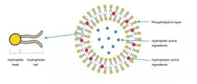 What is Liposomal Technology and How Does It Work?