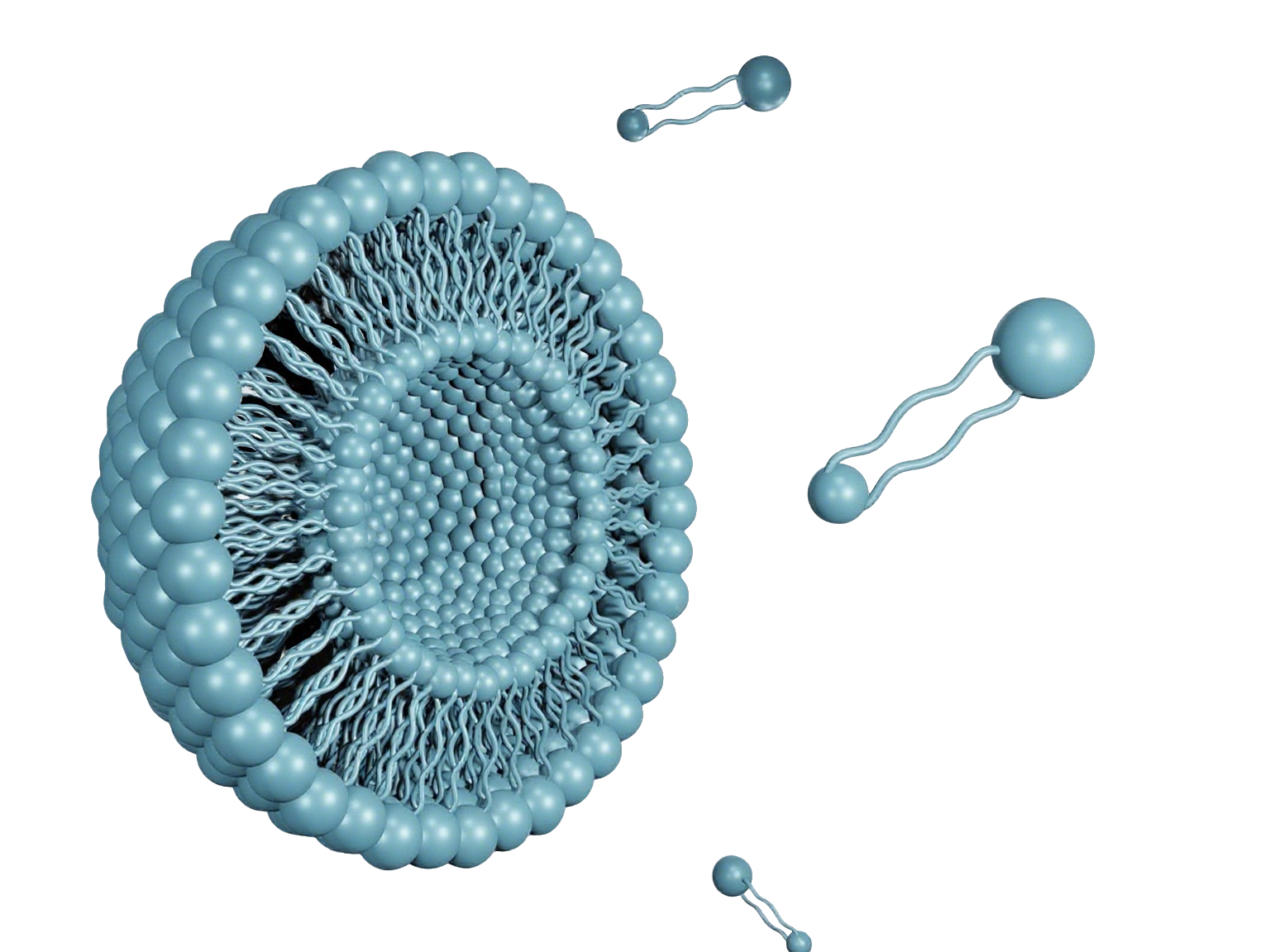 ReaLipo® C Liposomal Vitamin C bilayer