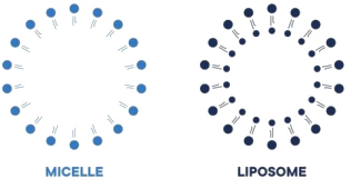 What is Liposomal Technology and How Does It Work?